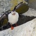 puffin_atlantic_msi_h_1240_can2547.jpg